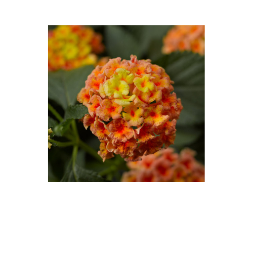 Lantana, Bandana Peach