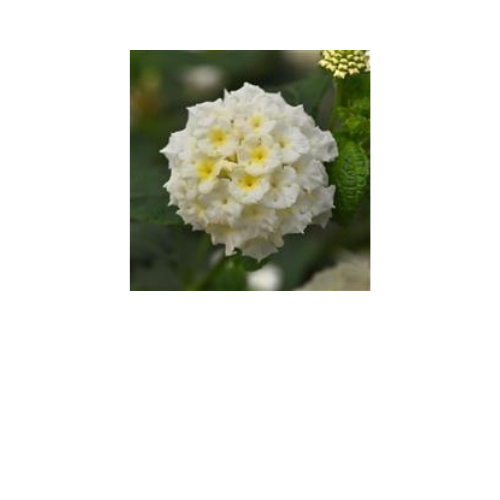 Lantana, Lucky White