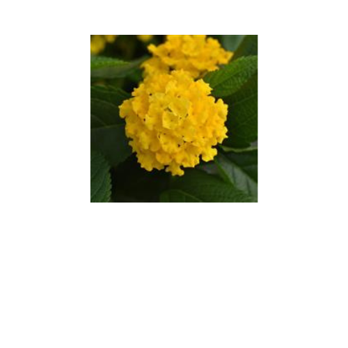 Lantana, Lucky Yellow