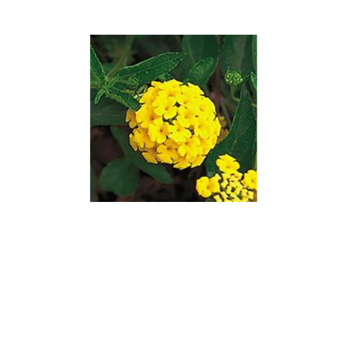 Lantana, New Gold
