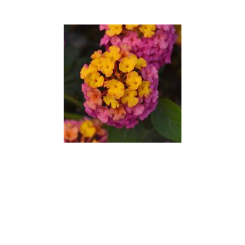 Lantana, Landmark Passion Fruit