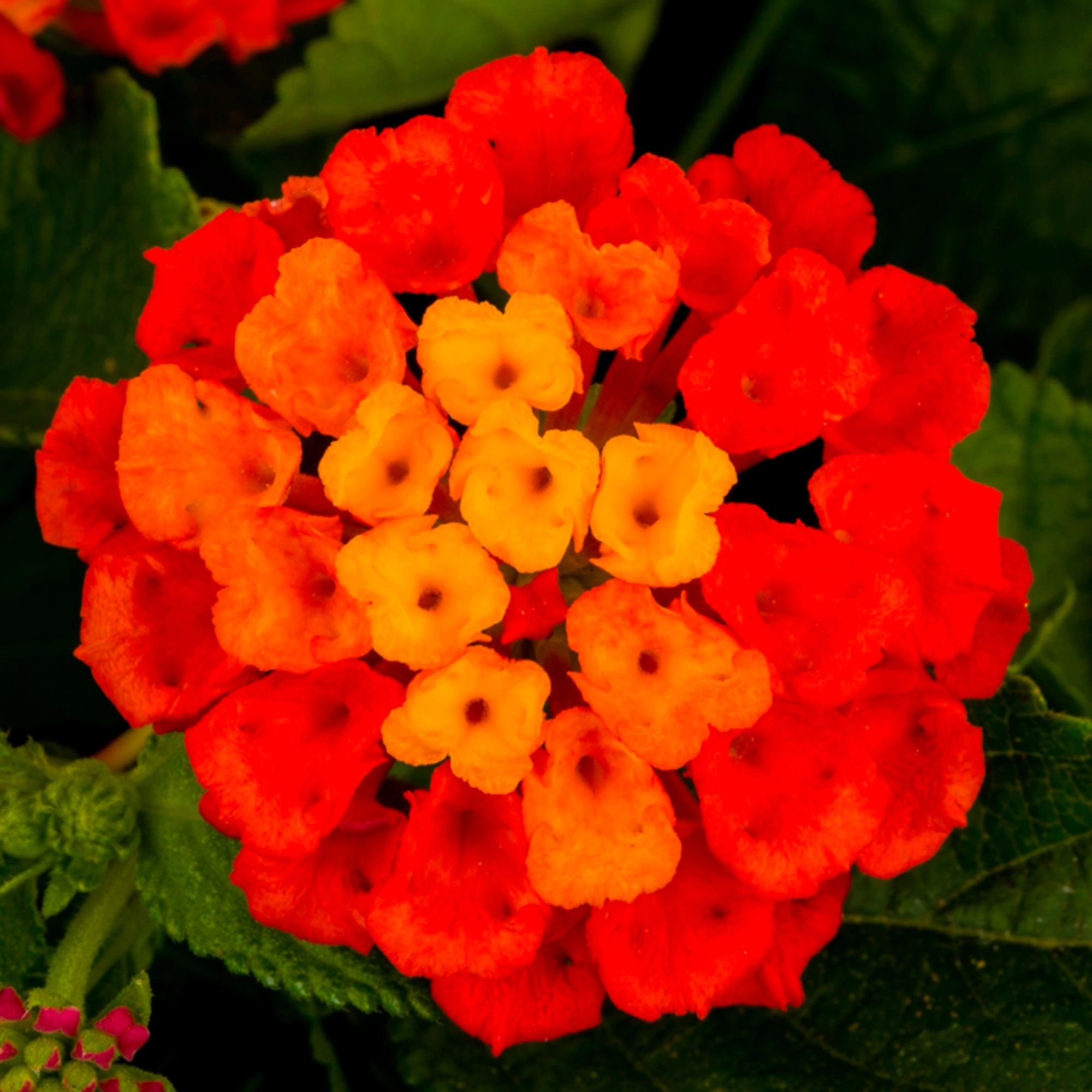 Lantana, Hot Blooded Red