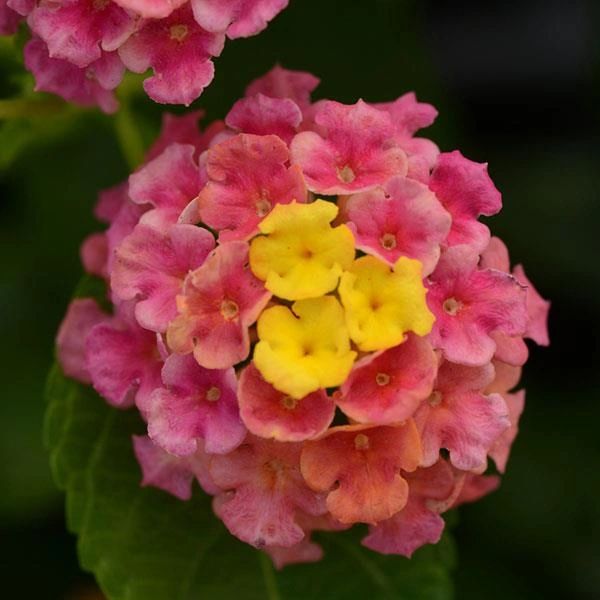 Lantana, Landmark Sunrise Rose