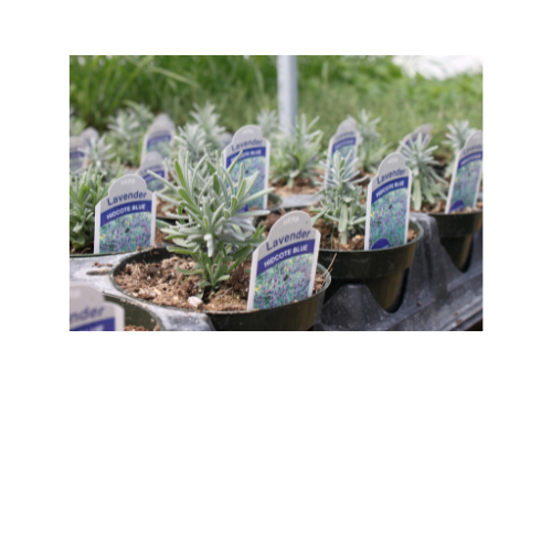 Herb Plant, Lavender Hidcote Blue