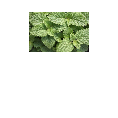 Herb Plant, Lemon Balm
