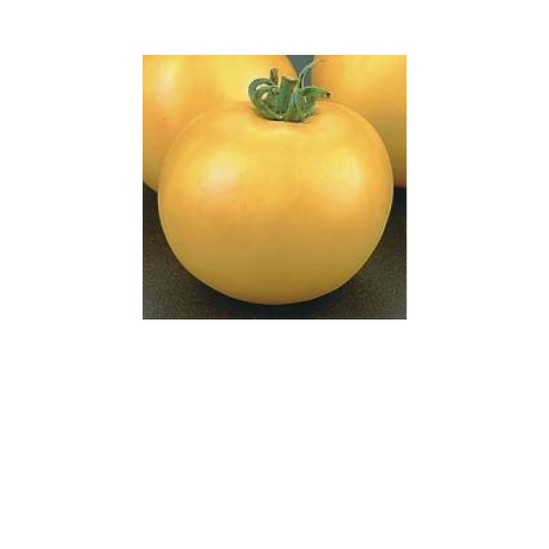 Tomato Plant, Lemon Boy