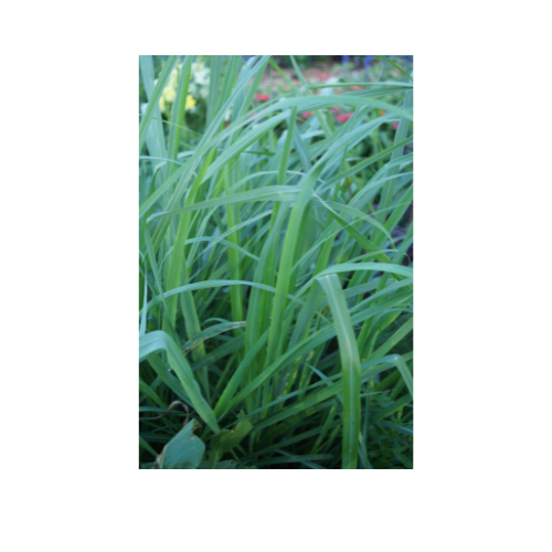 Herb Plant, Lemon Grass East Indian (Cymbopogan flexuosus)