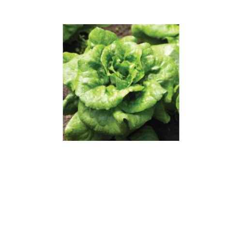 Lettuce, Buttercrunch