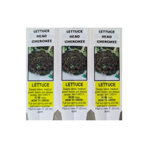 Lettuce, Cherokee