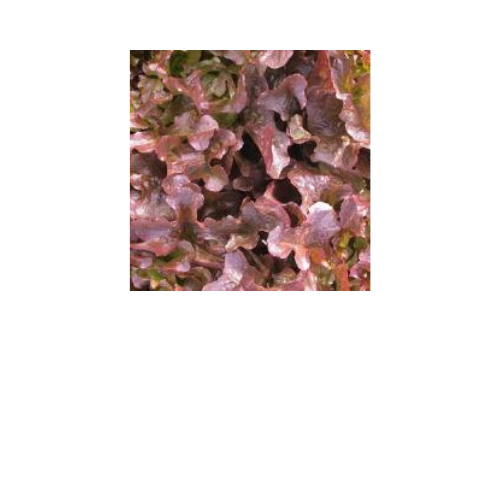 Lettuce, Oakleaf Red