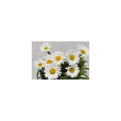 Leucanthemum Betsy®