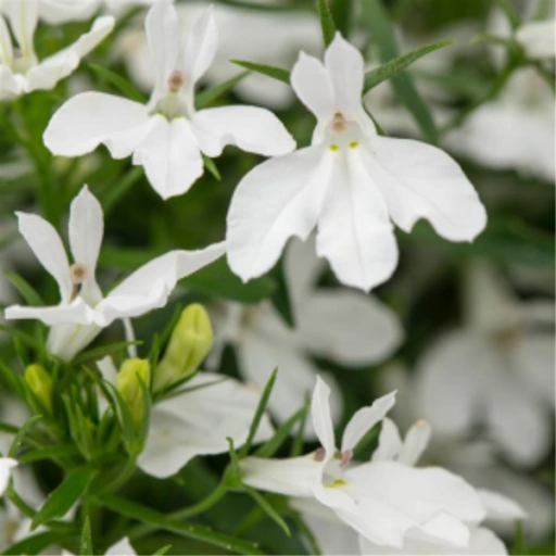 Lobelia, Hot + White