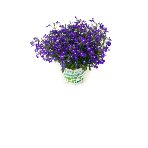 Lobelia, Hot+ Dark Blue