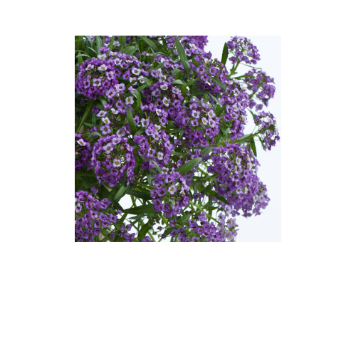 Lobularia, Stream Lavender