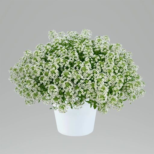 Lobularia, Stream White