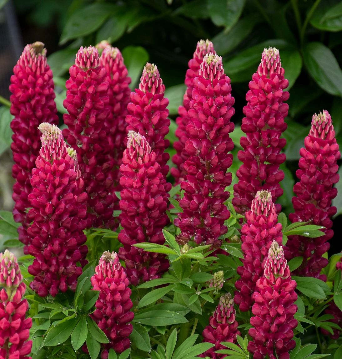 Lupinus p.'Gallery Red'