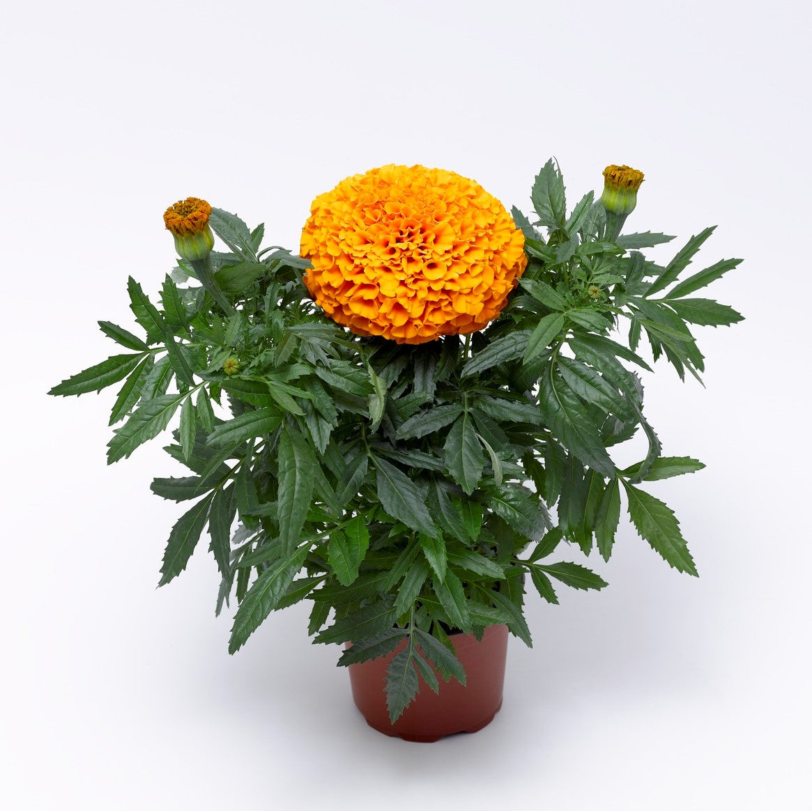 Marigold, Inca II Orange, African