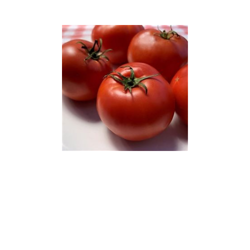 Tomato Plant, Marglobe