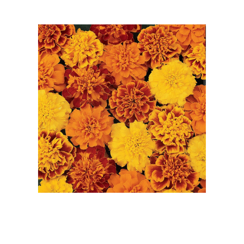 Marigold, Bonanza Mix, French