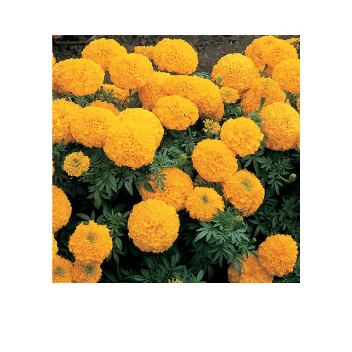 Marigold, Inca Gold