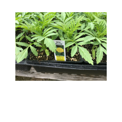 Marigold, Inca Yellow