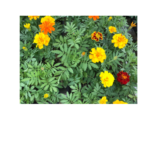Marigold, Safari Mix