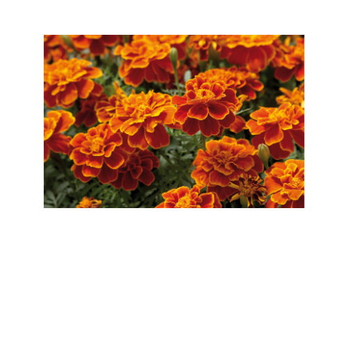 Marigold, Safari Scarlet, French