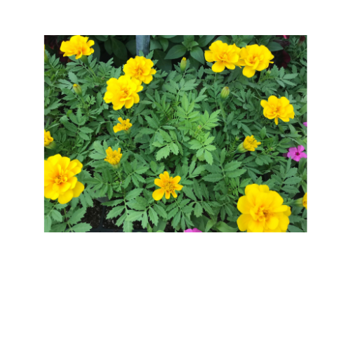 Marigold, Safari Yellow