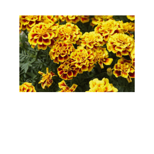 Marigold, Safari Yellow Fire, French