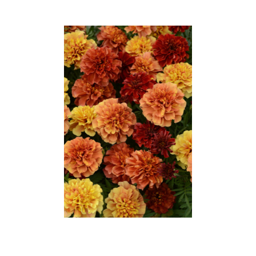 Marigold, Strawberry Blonde, French