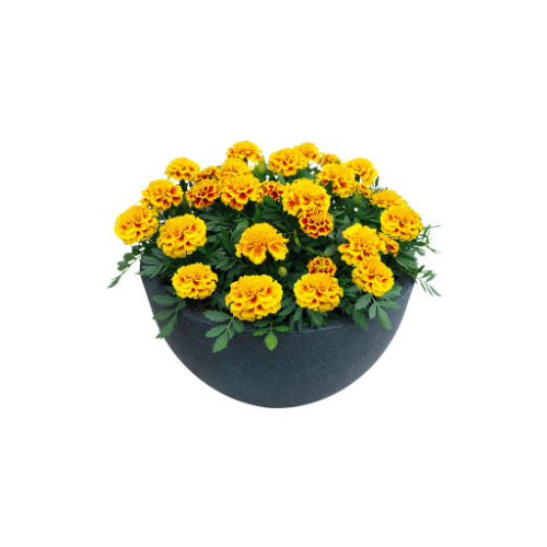 Marigold, Super Hero Yellow Bee, French