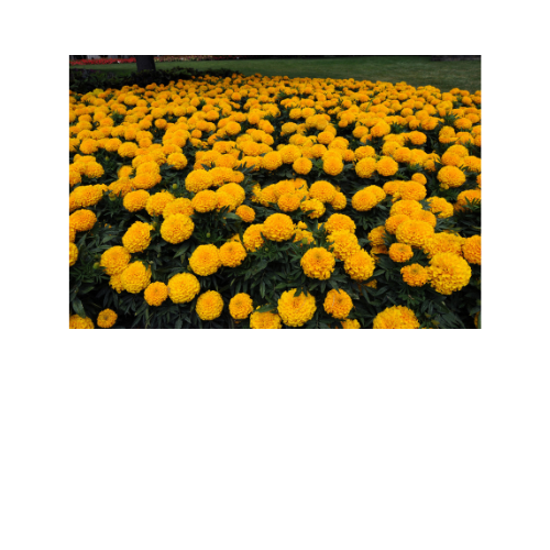 Marigold, Taishan Gold