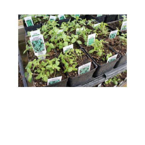 Herb Plant, Marjoram (Origanium majorana)