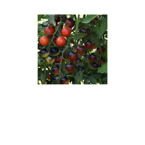 Tomato plant, Midnight Snack