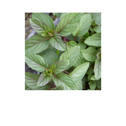Herb Plant, Mint Chocolate (Mentha piperita 'Chocolate Mint')