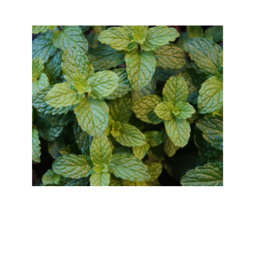 Herb Plant, Mint Mojito (Mentha x villosa)