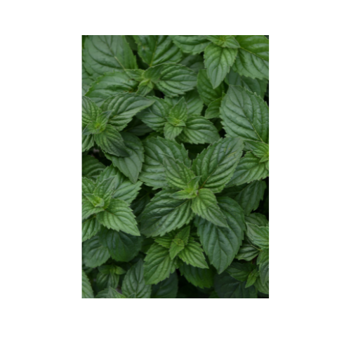 Herb Plant, Mint Peppermint