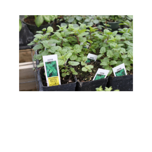 Herb Plant, Mint Spearmint