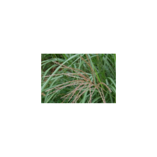 Miscanthus Silberfeder