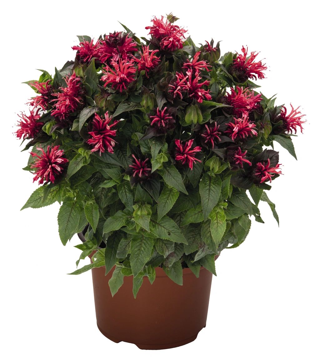 Monarda Pocahontas (TM) 'Red Rose'