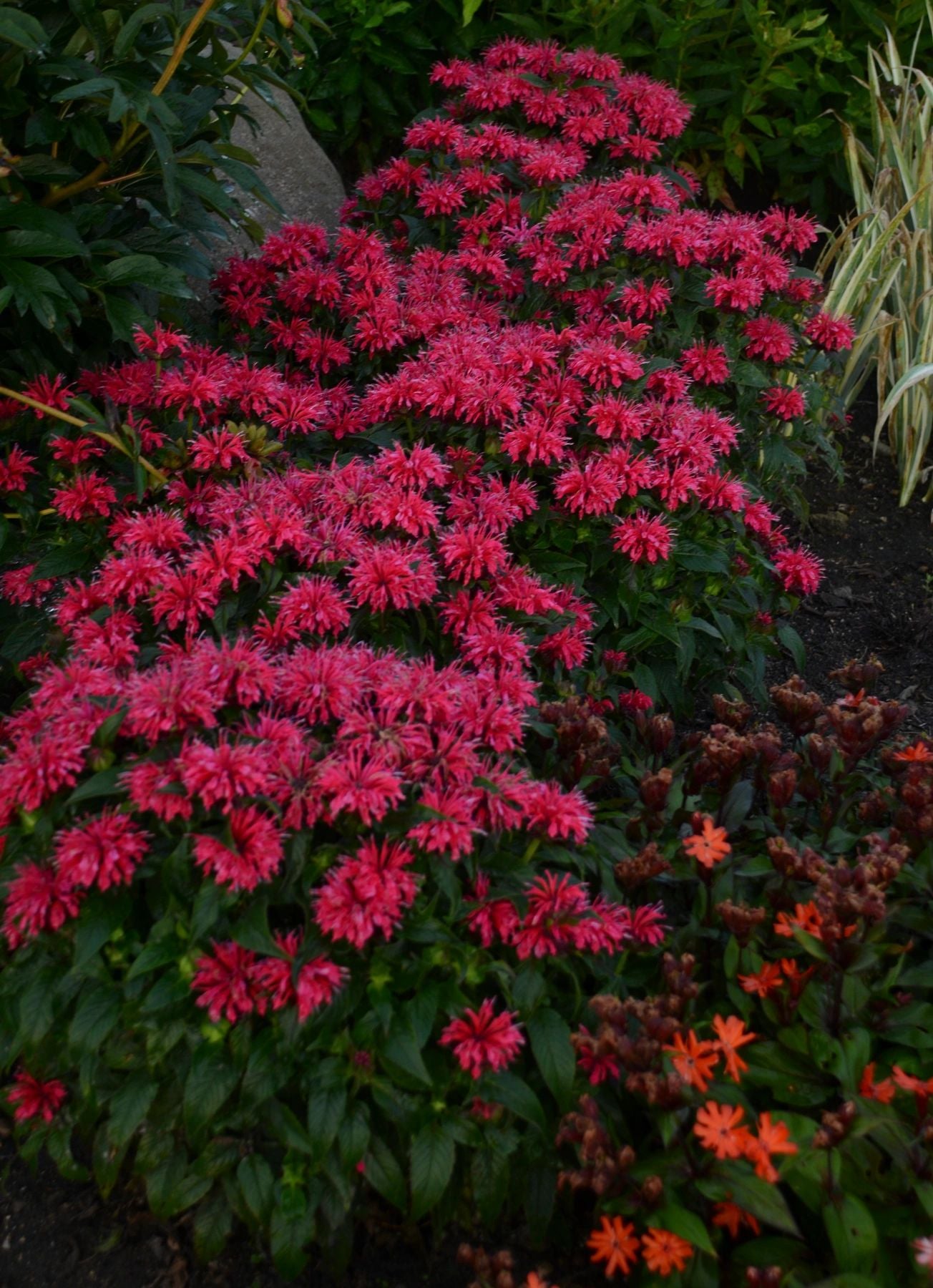 Monarda Sugar Buzz® 'Cherry Pops