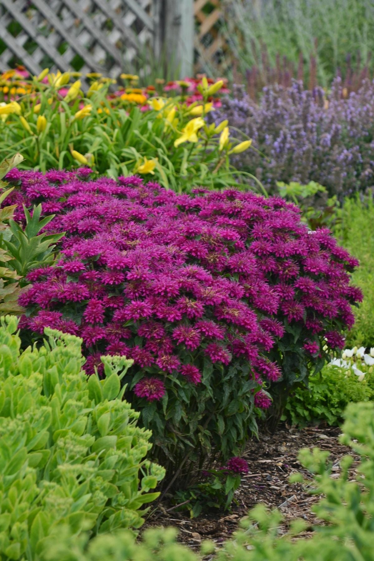 Monarda Sugar Buzz® Grape Gumball