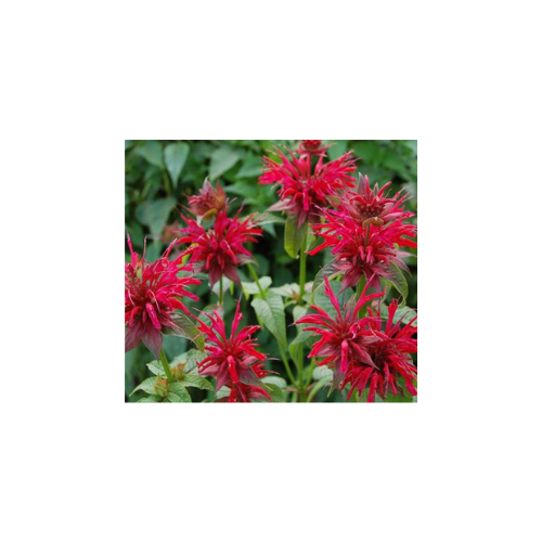 Monarda 'Gardenview Scarlet