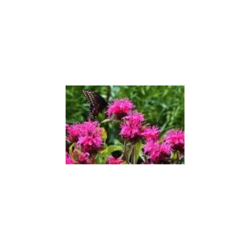 Monarda didyma Pink Lace