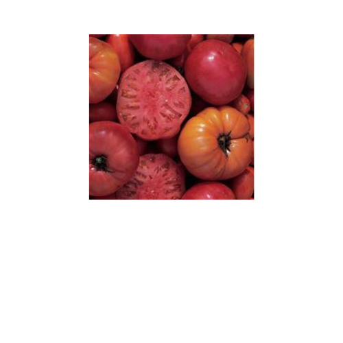 Tomato Plant, Mortgage Lifter