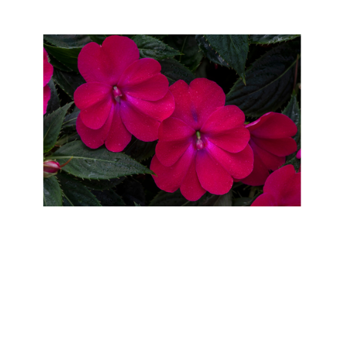 Impatiens, New Guinea Sunpatiens Rose Glow