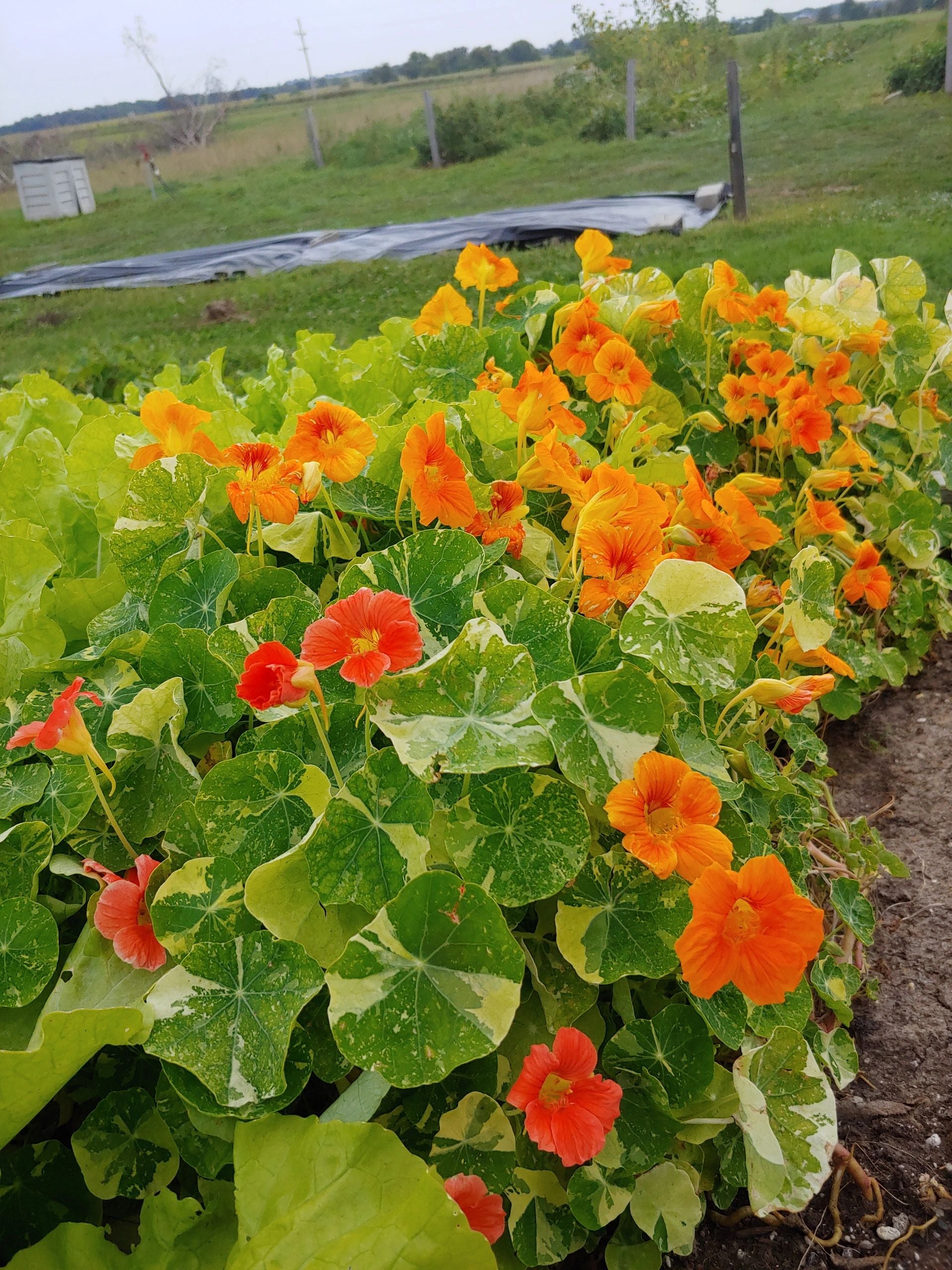 Nasturtium, Alaska
