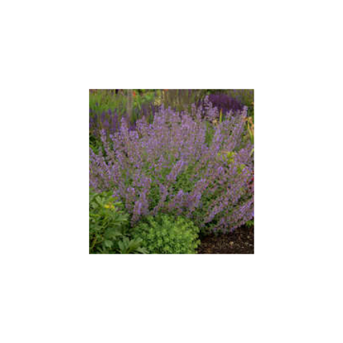 Nepeta faassenii ‘Walker’s Low’