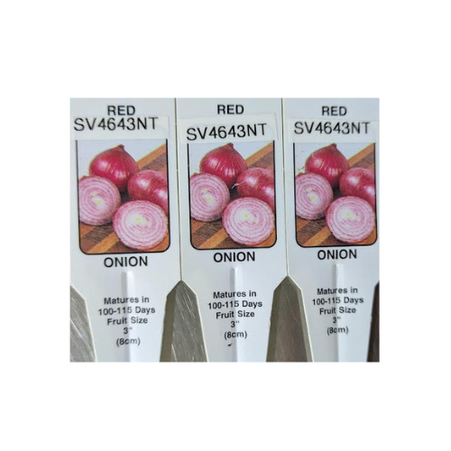 Onion, SV4643NT (red storage)