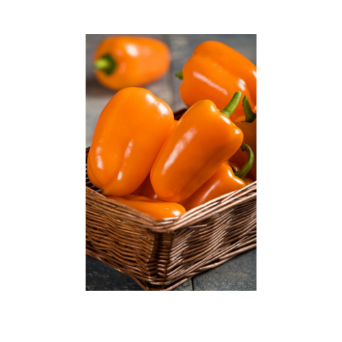 Pepper Plant, Orange Blaze